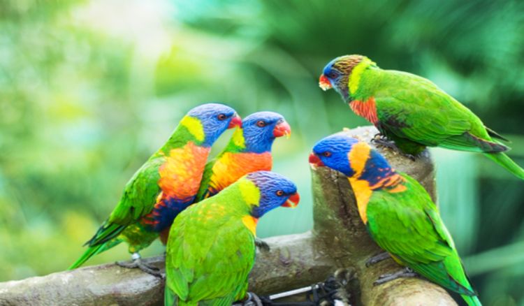  8 Best Bird Watching Destinations Around the World