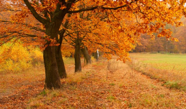  Road-Trip Guide To Viewing Fall Foliage