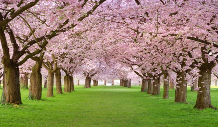  The Best Places To See Cherry Blossom Around The World