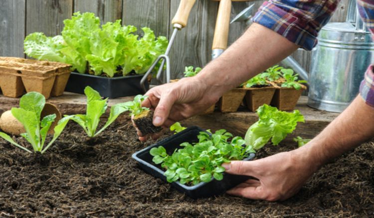 5 Reasons Why Gardening is Good for Your Health